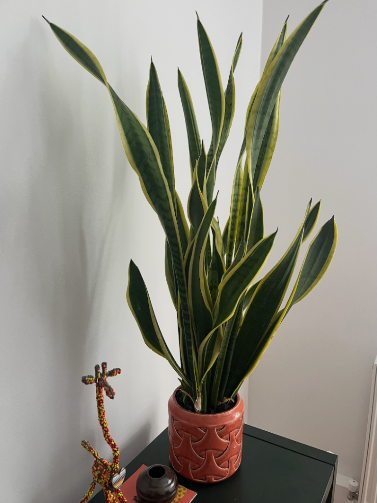 Snake plant (70cm) with pot
