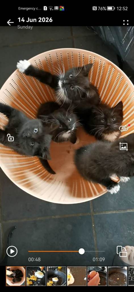 Semi long haired kittens