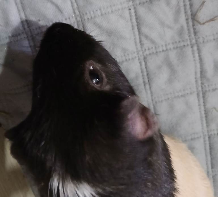 Selling two guinea pigs :>