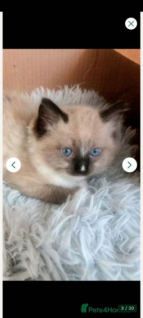 SUPERB MALE RAGDOLL LOVLIES