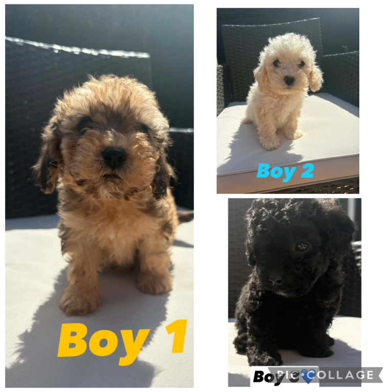 F2 Cavapoo puppies for sale 