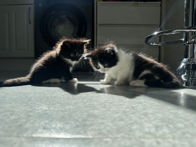 6 Beautiful Fluffy Kittens 😻