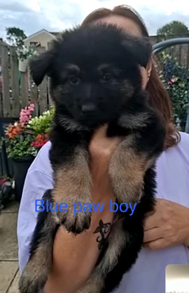German shephard pups 