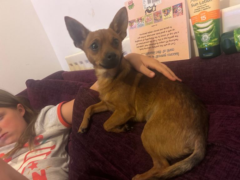 1 year old dash x Pomeranian 