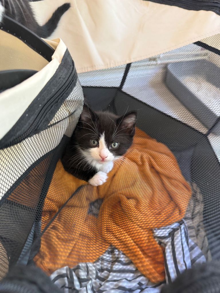 1 male kitten 