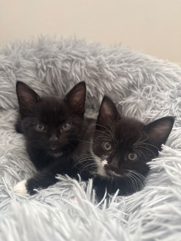 Kitten 