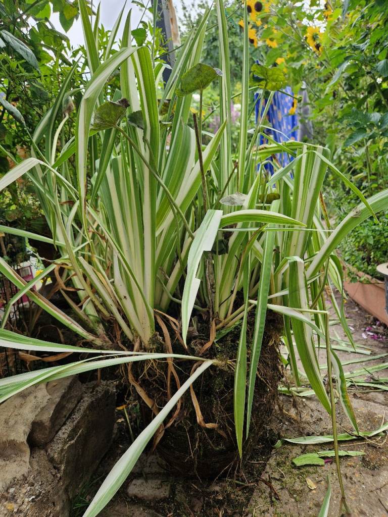 Variegated pond/bog Iris
