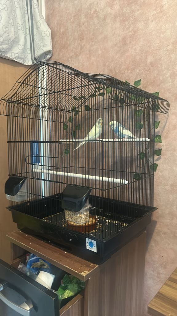 Cage an birds for sale 