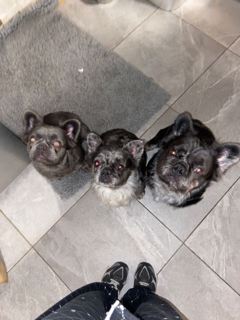 L1-L4 female frenchie