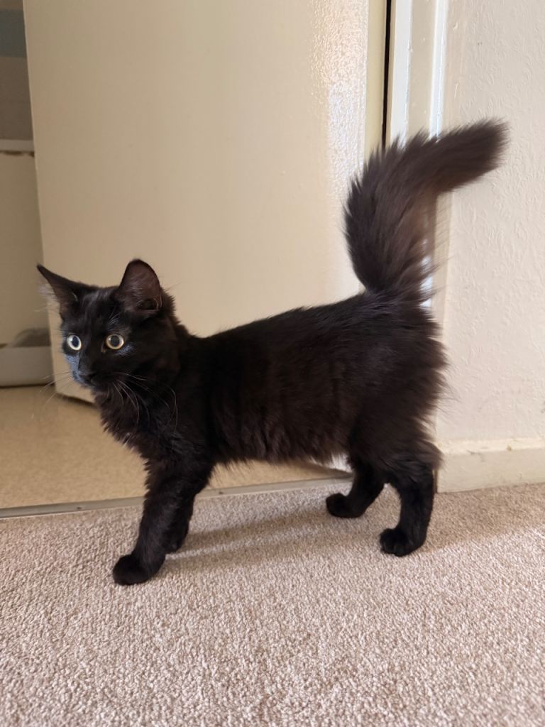 Kitten 