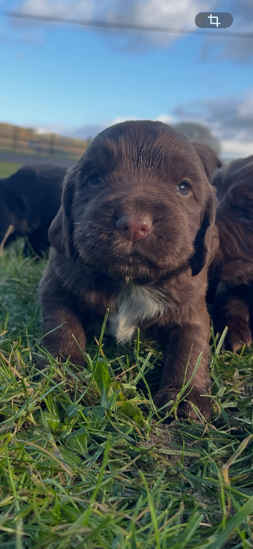 🐾 Beautiful Cocker Spaniel Puppies for sale 🐾
