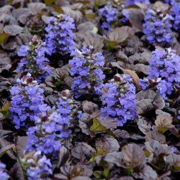 🌿 AJUGA (GROUND PINE) Rockery Plants – perfect for shade – £2 each 🌿