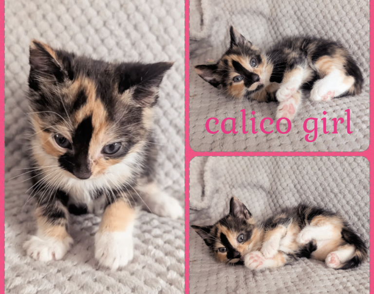 Kittens looking for there forever homes 