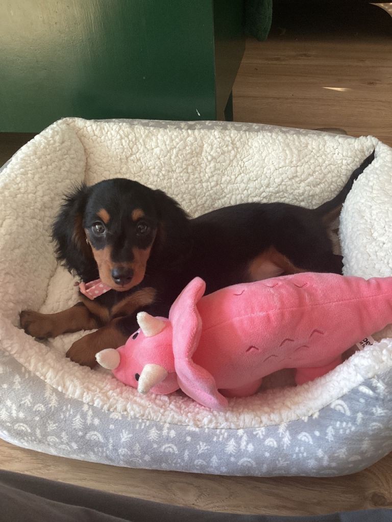 Adorable Miniature Longhaired Dachshund Puppy – Black & Tan Girl