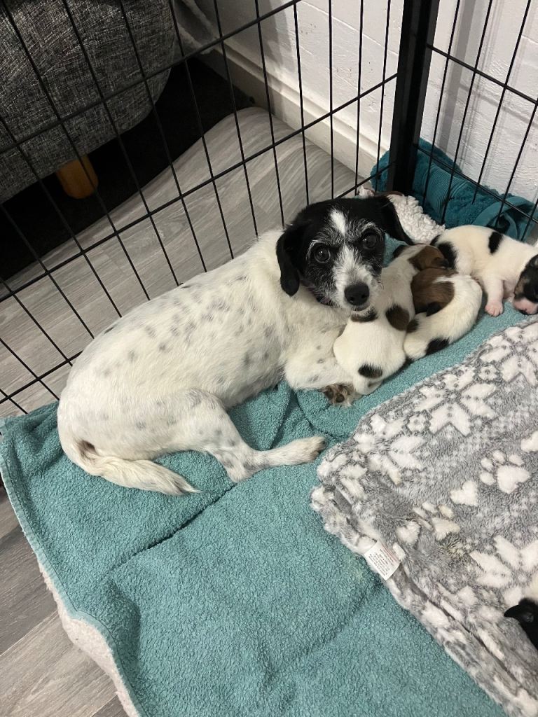 Jack Russel puppies 