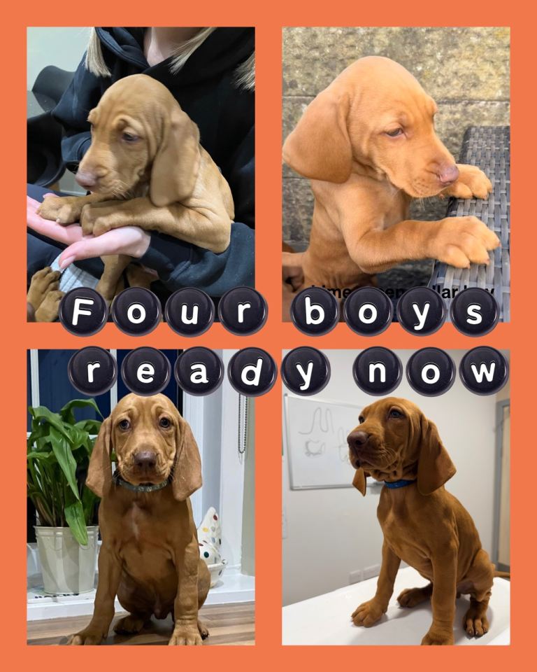 KC Registered Hungarian Vizsla Puppies