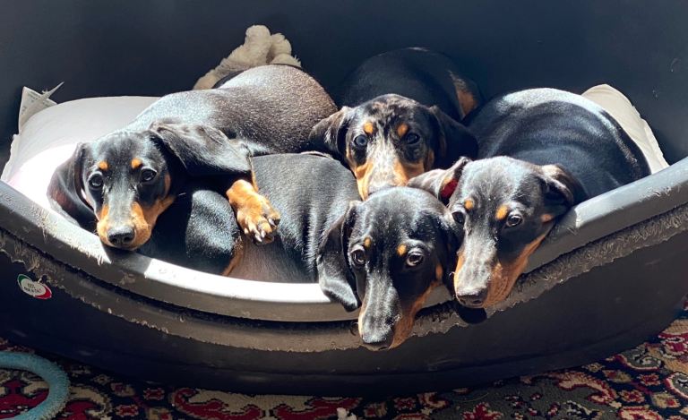 Minature Dachshund Puppies (Excellent Pedigree)