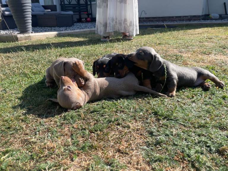 Ready Now ! Miniature Dachshund Puppies - Stunning Litter