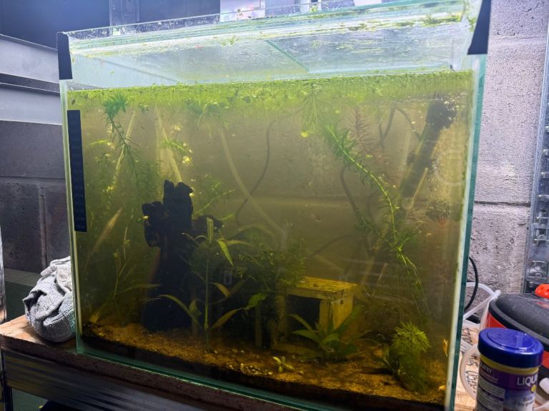 Small Glass Fry/Breeding Aquarium - Full Setup