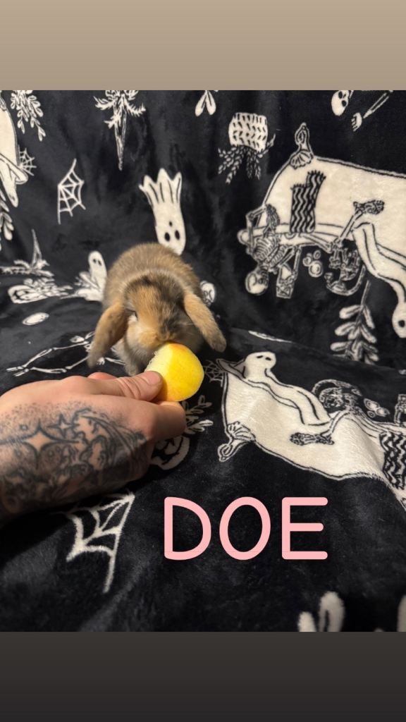 Mini Lop Harlequins Available