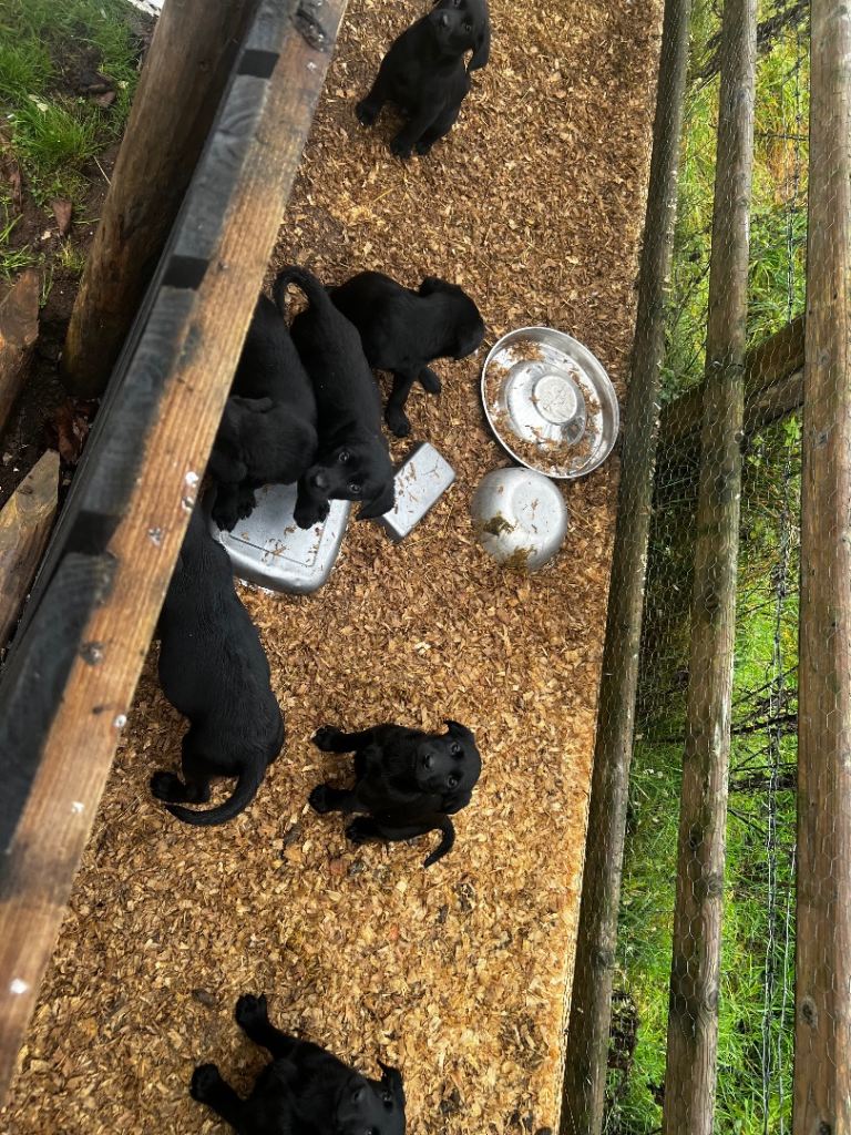 Black Lab pups From Liskoney fun fenella 