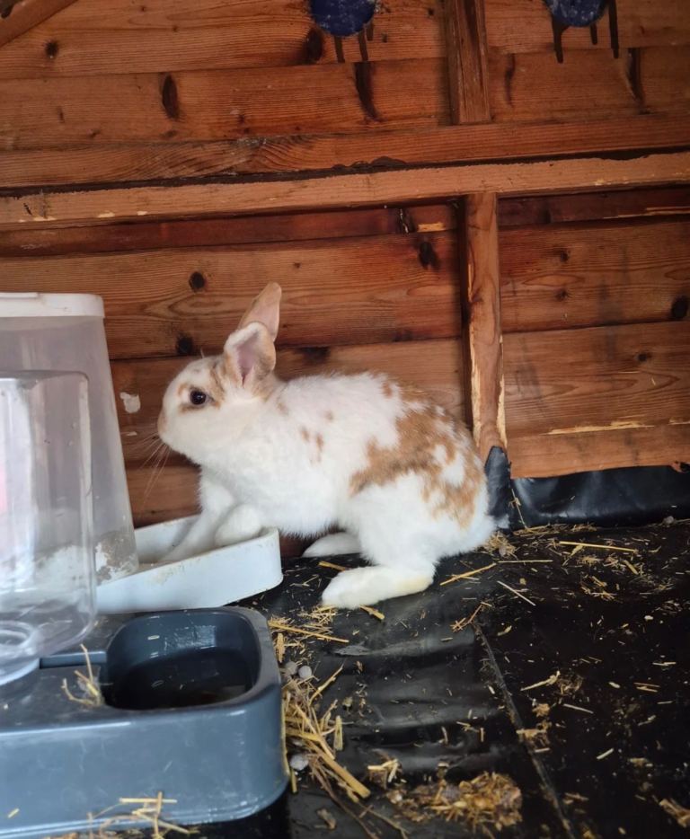 Rabbit for sale 