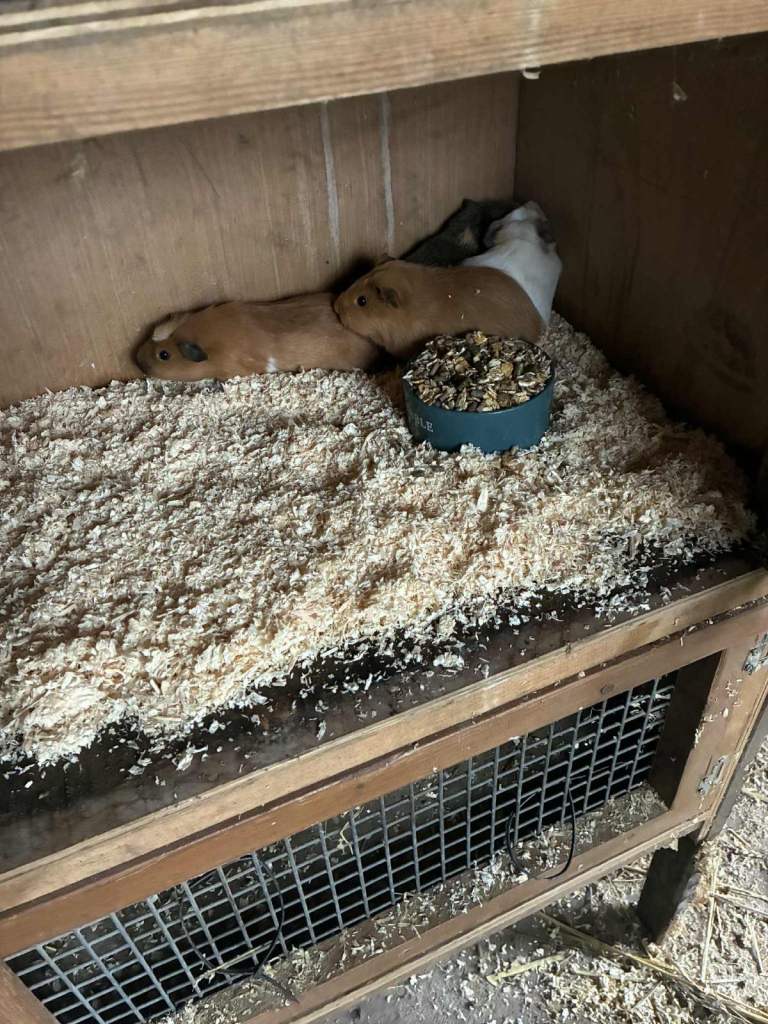 baby guinea pigs for sale