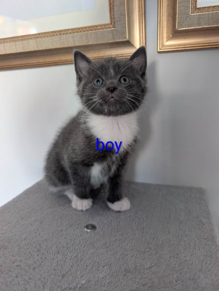 3 kittens ready soon