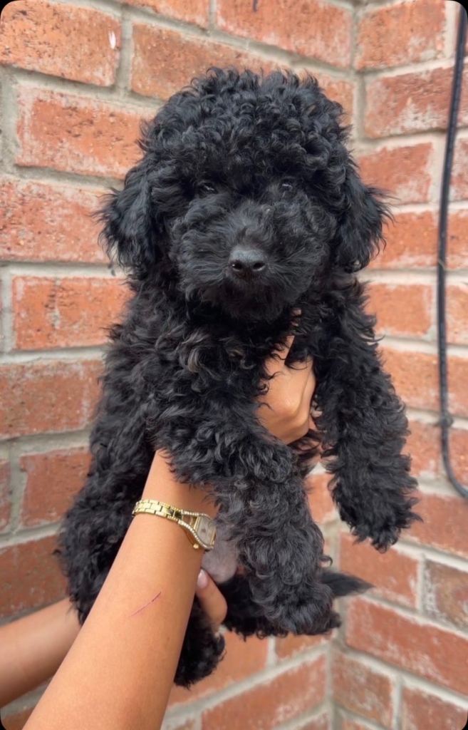 Poochon girl puppy black 