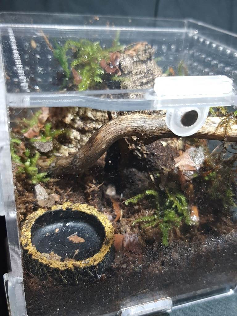 Natural Jungle inspired Spiderling Enclosure