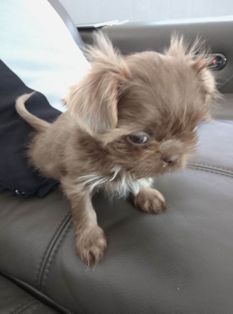 Imperial shihtzu 