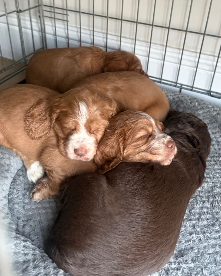 Cocker Spaniel Puppies