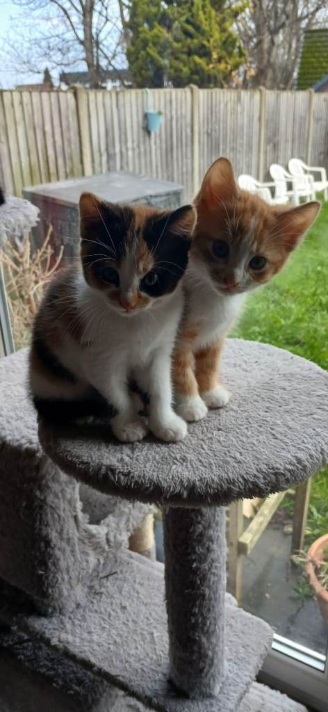Male and female kittens