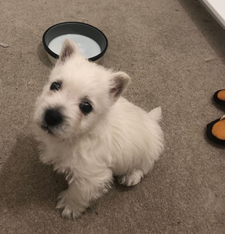 West highland terrier puppy male