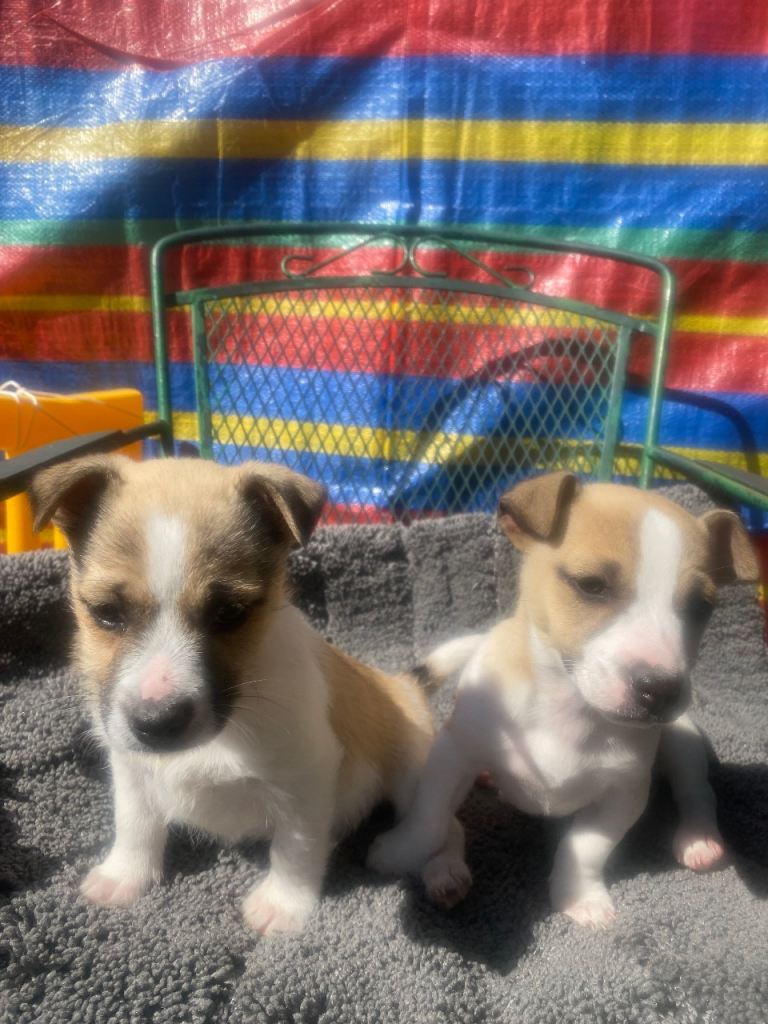 Gorgeous jack russells