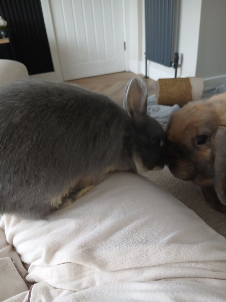 Two Bonded Rabbits For Sale