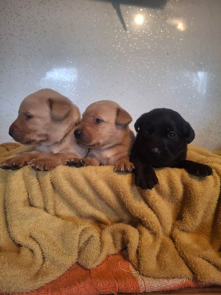 5th generation pegigree labrador pups 