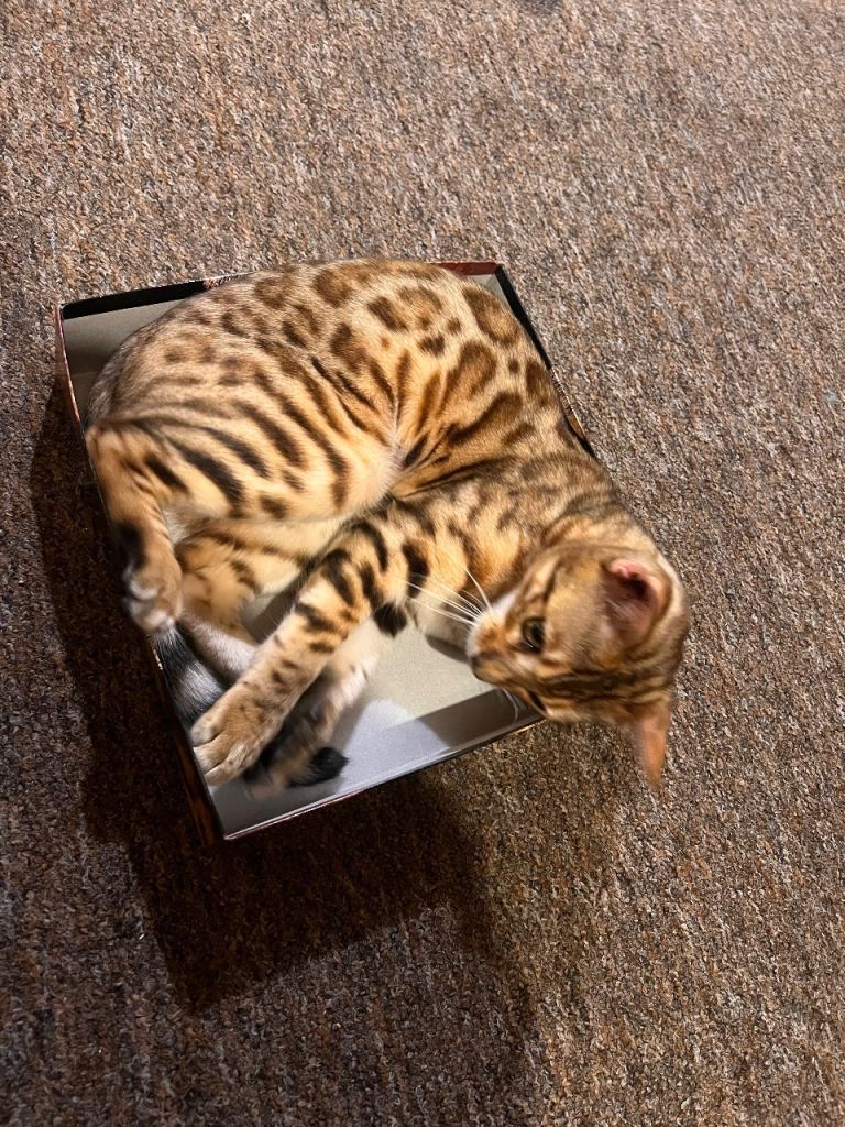 Pure Bengal Male 7 months  