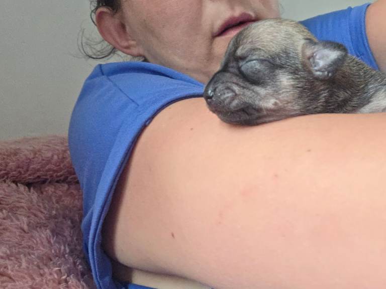 2 female chihuahua 