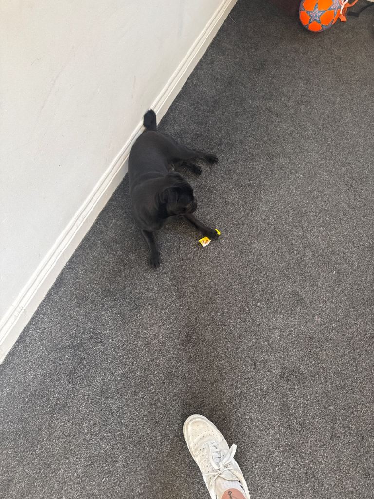 Dog for sale