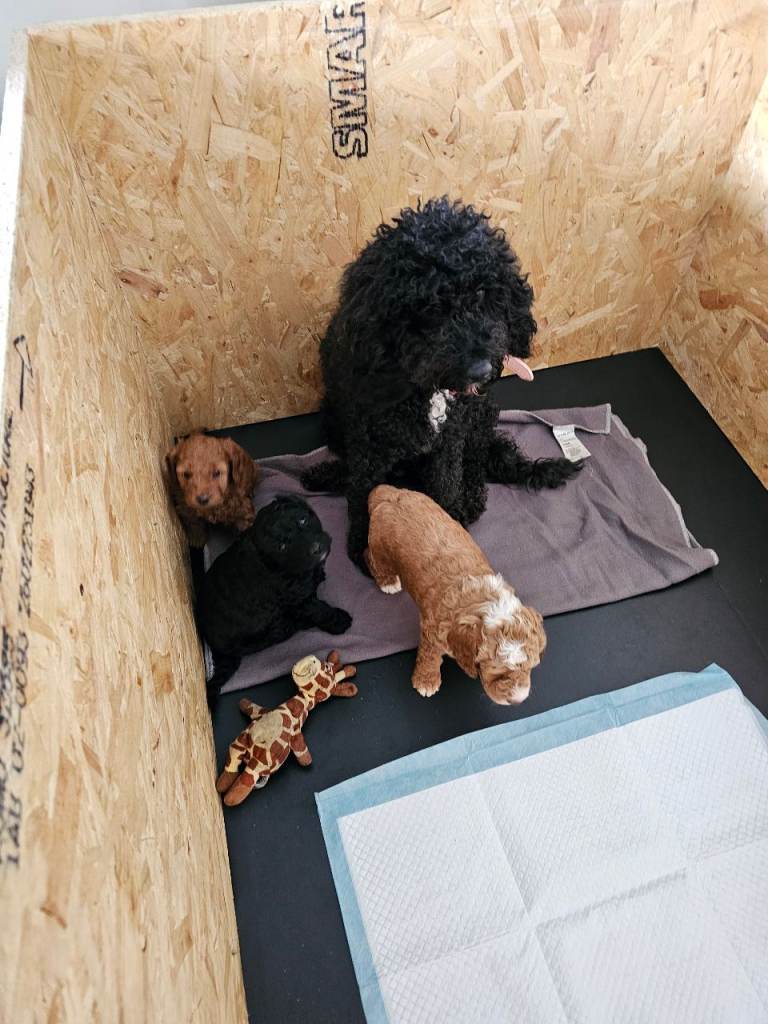 3 cockpoos for sale 