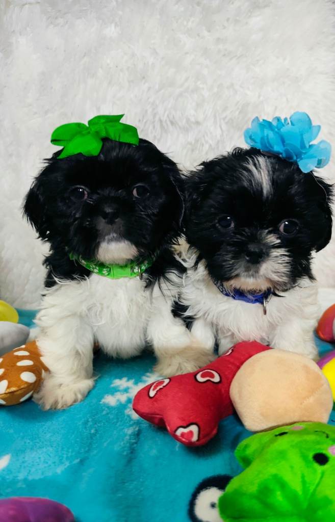 Shih Tzu puppies 1 boy available Ready Now !!!
