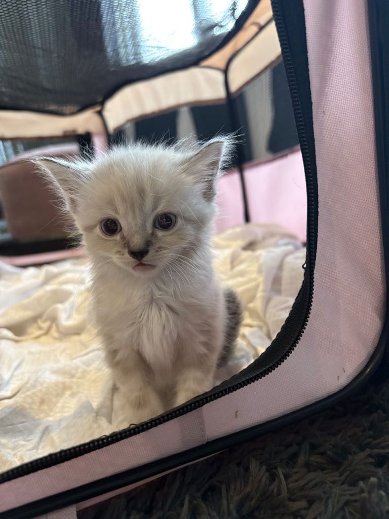 Kittens 