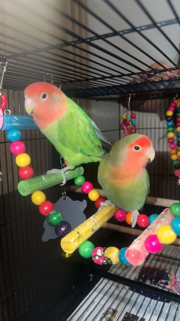 BEAUTIFUL PAIR OF  TWO PEACH FACED LOVE BIRDS FOR SALE CAGE,TOYS&ACCESSORIES INCLUDED