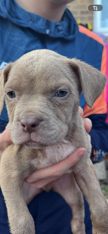 Cane corso pups