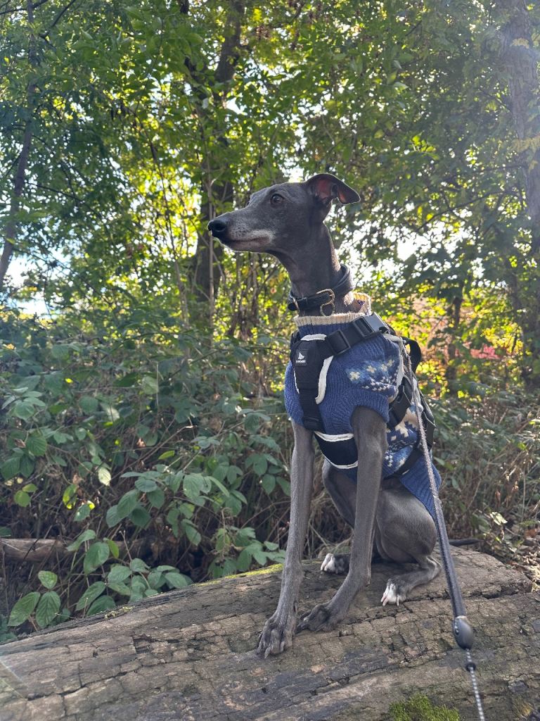 Italian/whippet 