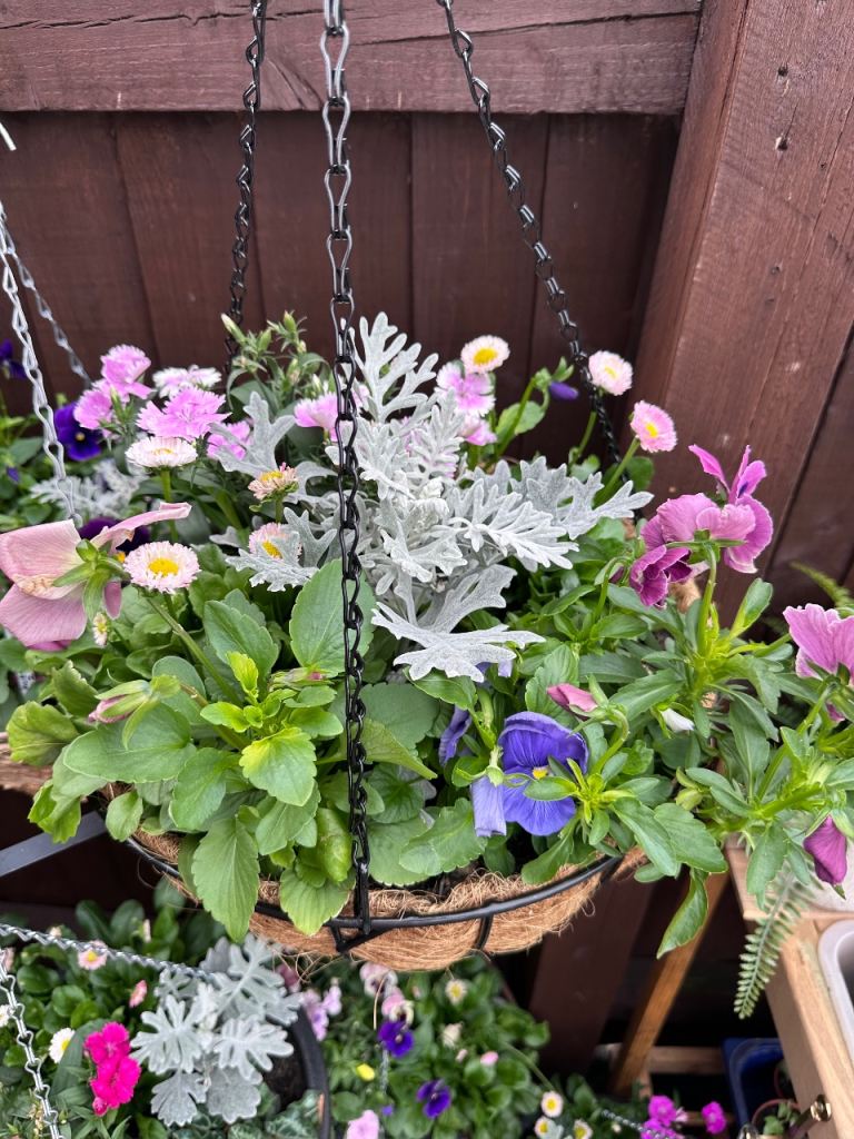 14” Autumn Trafitional Hanging Basket with Mixed Flowers 