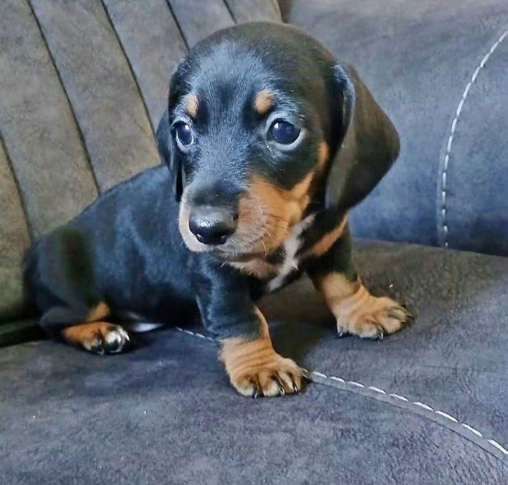 Dachshund 
