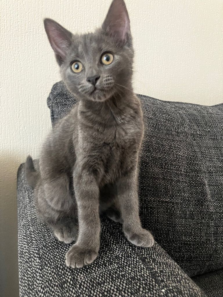 Maine coon mix