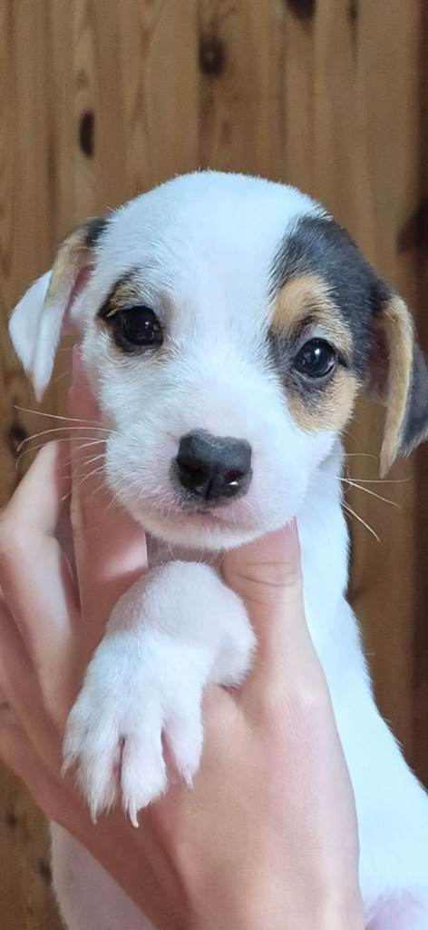 Jack Russell pups 